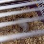 Mice Image 2