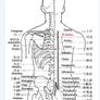 Latus Asian Massage Image 5