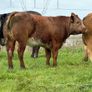 15 super breeding heifers for tullamore mart 26th Image 9