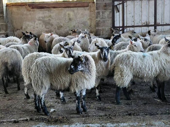 Ewe lambs Hoggot breeders.