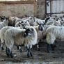 Ewe lambs Hoggot breeders. Image 6