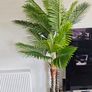 Palm Tree Image 2
