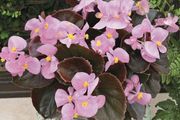 (B) Begonia Bada Ping F1 Pink seeds (15s) (413829)