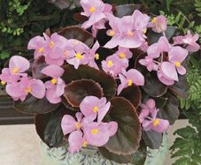 (B) Begonia Bada Ping F1 Pink seeds (15s) (413829)