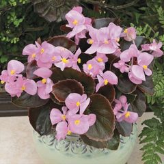 (B) Begonia Bada Ping F1 Pink seeds (15s) (413829)