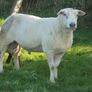 Belclare , 5 Star Ram ,Ewe Hoggets Image 3