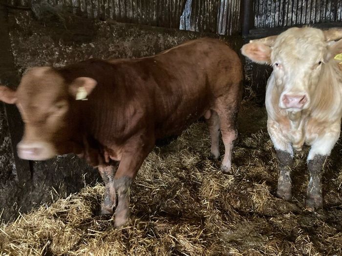 P b. Bulls