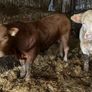 P b. Bulls Image 7