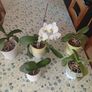 Orchids Image 4