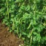 (P) Garden Pea Vada seeds 20g (124619) Image 2