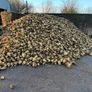 Fresh fodder beet and maize Image 4