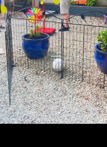 Metal Garden Fence