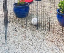 Metal Garden Fence