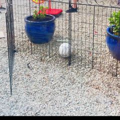 Metal Garden Fence