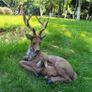 Antlered deer statue - resin Image 2