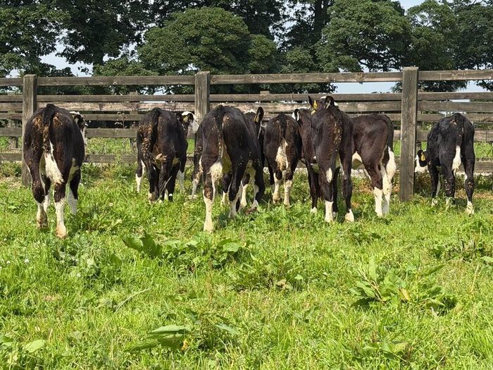 10 Hereford heifers for sale