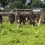 10 Hereford heifers for sale Image 3