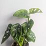 Momstera Adansonii Plant Image 4