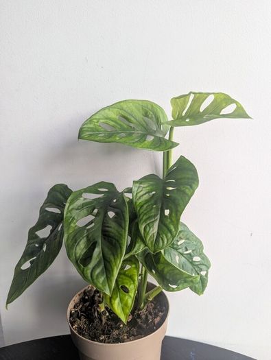 Momstera Adansonii Plant