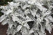 (C) Cineraria Silverdust seeds 0.2g (414413)