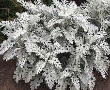 (C) Cineraria Silverdust seeds 0.2g (414413)