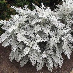 (C) Cineraria Silverdust seeds 0.2g (414413)