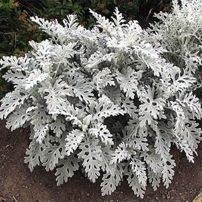 (C) Cineraria Silverdust seeds 0.2g (414413)