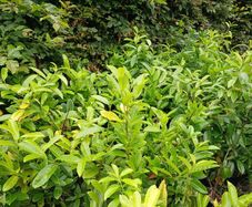 Hedging