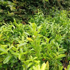 Hedging