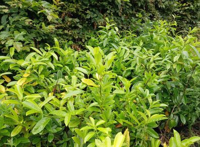 Hedging