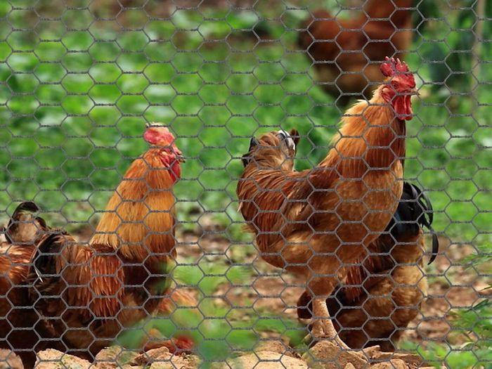 Chicken Wire Mesh Roll, PVC Coated Hexagonal Wire Mesh Fencing, Wire Poultry Netting, 1m x 50m, Hole Size: 13mm, Grey