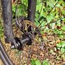 Bicycle Image 6