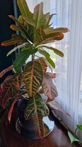Croton