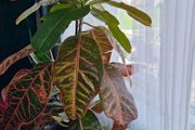 Croton