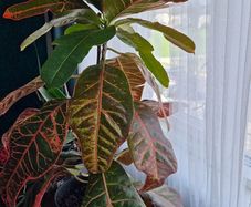 Croton