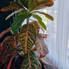 Croton