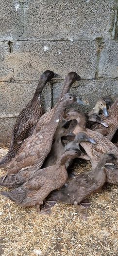 Ducks, Drakes, Ducklings