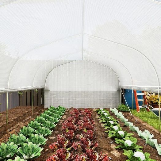 Large Tunnel Greenhouse19.5 x 9.8ft