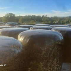 2 year old Silage bales