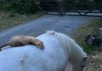 ferret