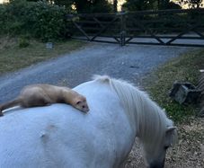 ferret