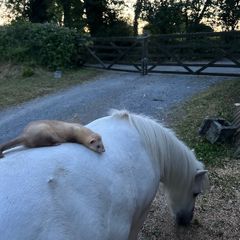 ferret