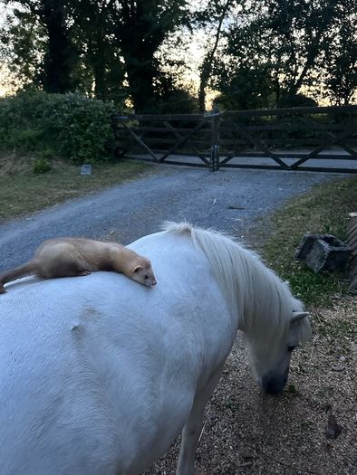 ferret