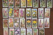 Vintage Wills Cigarette Cards - Wild Flowers &amp; Garden Hints