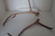 Genuine Reindeer Antlers - bought in Finnish Lapland