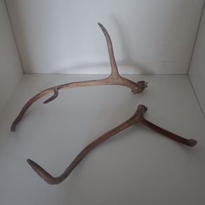Genuine Reindeer Antlers - bought in Finnish Lapland