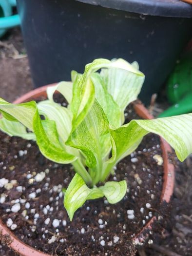 Hosta First Frost and Autumn Moon