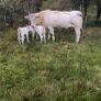 Pedigree Charolais bull Image 8