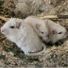 gerbils123