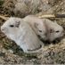 gerbils123